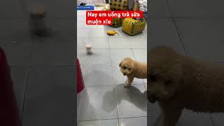 #dethuong #dongvat #vairalshort #pets #vuichoicungcon #cuocsongsaigon #neubat #poodle #cute #trasua