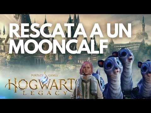 Video: ¿Qué significa mooncalf?