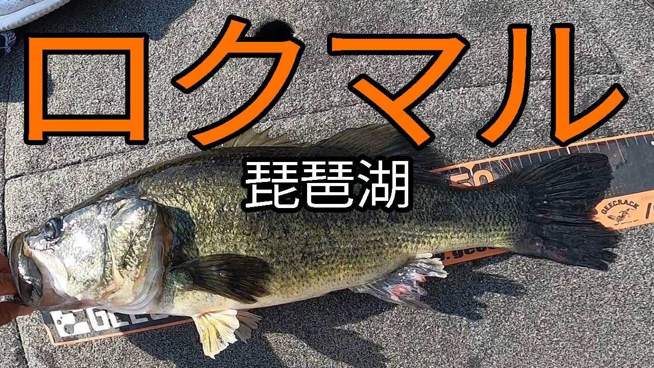 琵琶湖バス釣り 5釣行連続ロクマル釣った人に色々聞いてみた 釣り動画