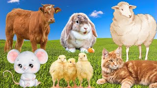 Farm animal sounds: Cow, goat, sheep, cat, chicken,... by Animal Paradise 29,345 views 1 year ago 8 minutes, 42 seconds