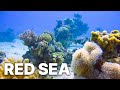 Red sea  underwater landscapes