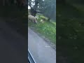 Mouton de la montagne 🐑 #nature #explore