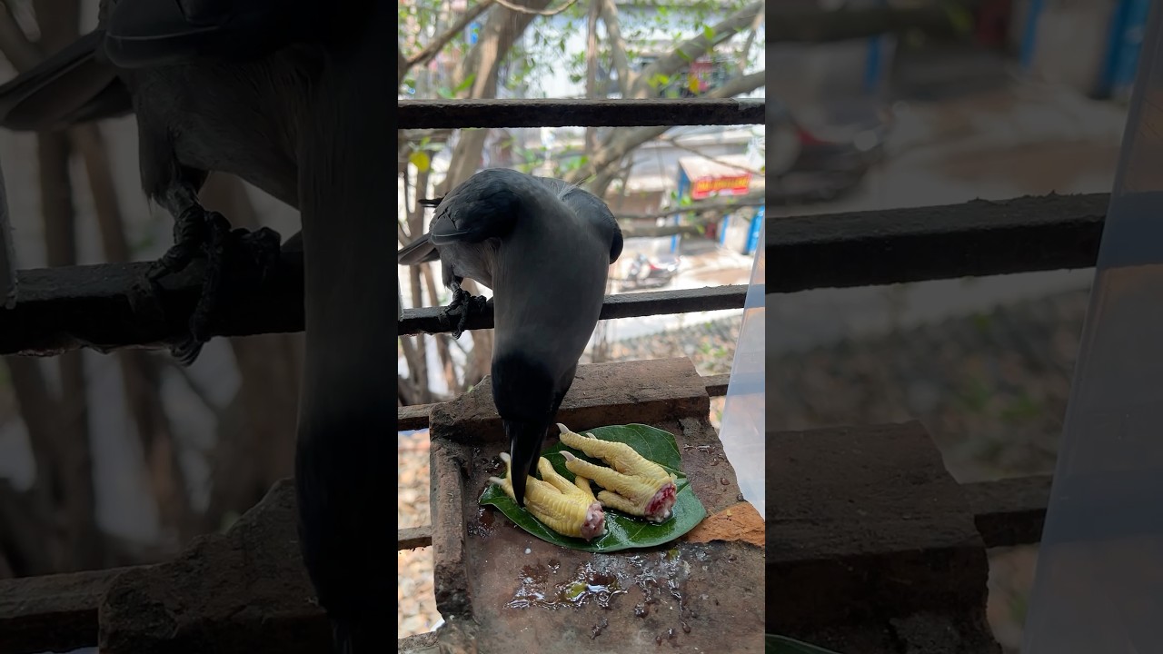 Crow Eating Poltri Legs 🐦‍⬛😂