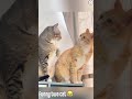 Funny cat  part 25 #cat #funny #catfunny #dogfunny  #dog  #funnyfails