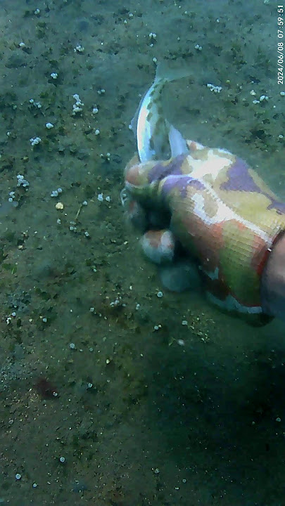 #fishing #shortvideo #beach #fypvirals #dampot #underwater #shortsfeed
