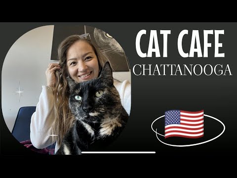 VLOG🇺🇸. CAT CAFE Chattanooga. Приехали на кототеоапию.