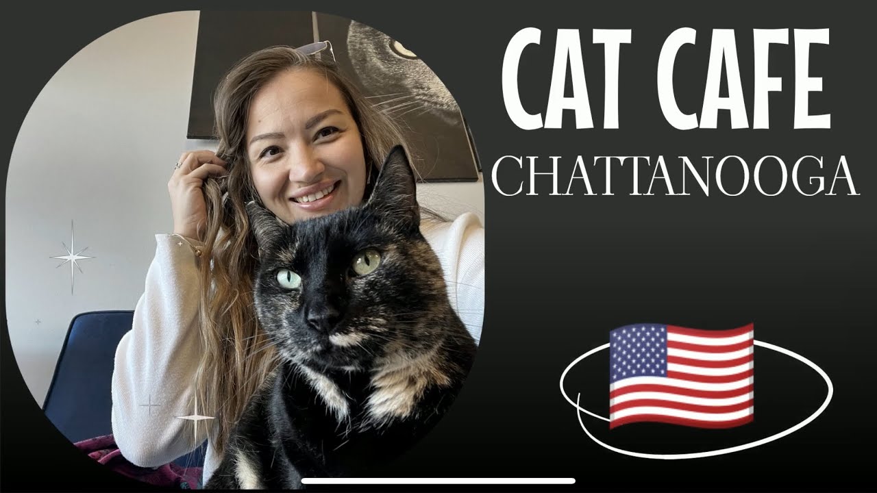 VLOG🇺🇸. CAT CAFE Chattanooga. Приехали на кототеоапию. YouTube