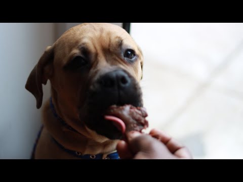 Video: Domácí Pet Treat Jars