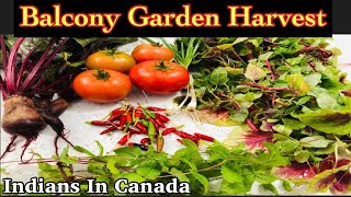 Harvesting Organic Vegetables From Balcony Kitchen Garden | Indians In Canada | Bubbles of Green