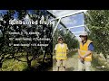 Growing horticulture through protected cropping innovation - panels over pears