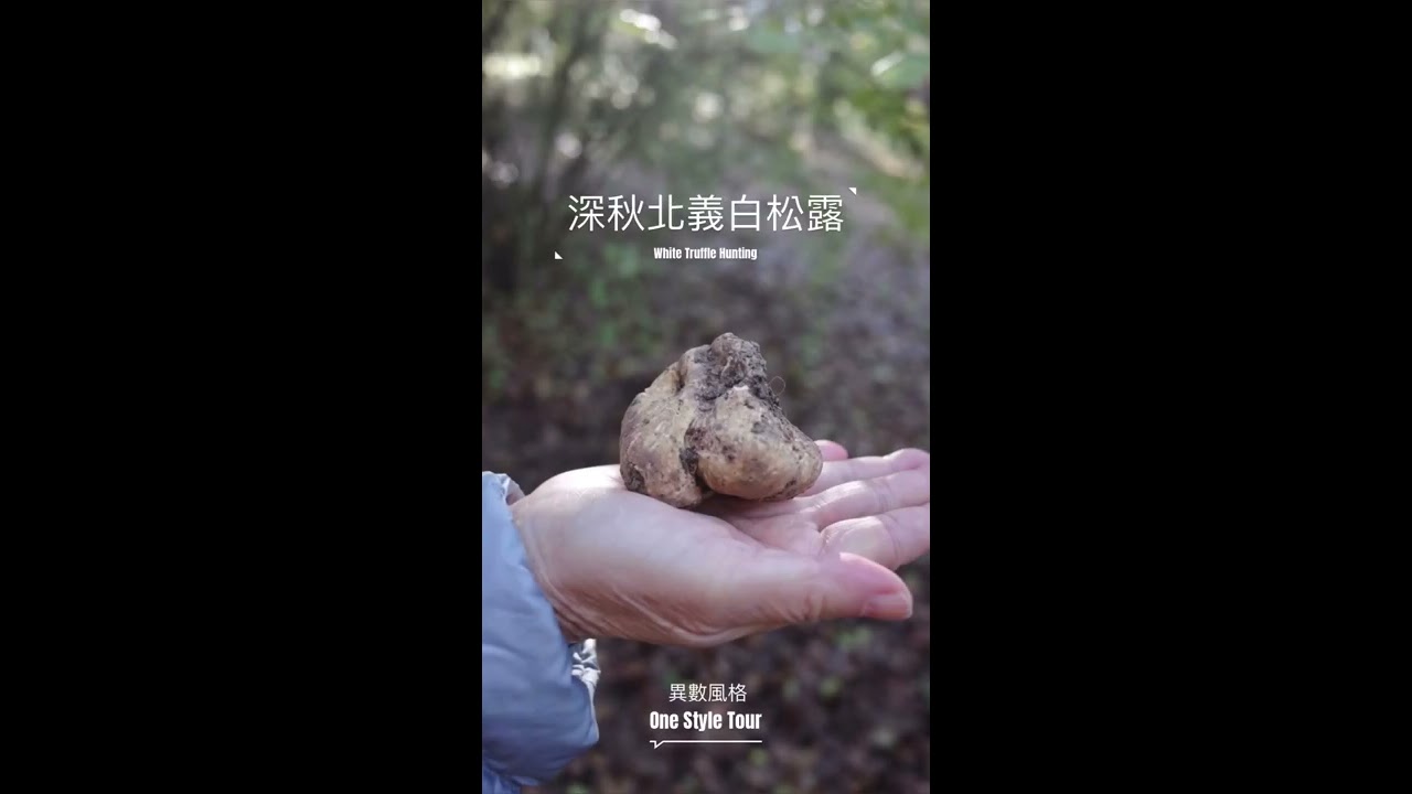 異數風格 旅行直擊 19北義阿爾巴白松露採獵實況 Youtube