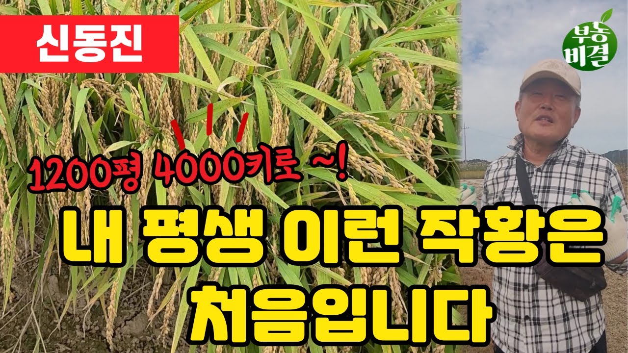 쌀알 등이 터지는 것을 경험하니 이제는 믿겠습니다. !! - YouTube