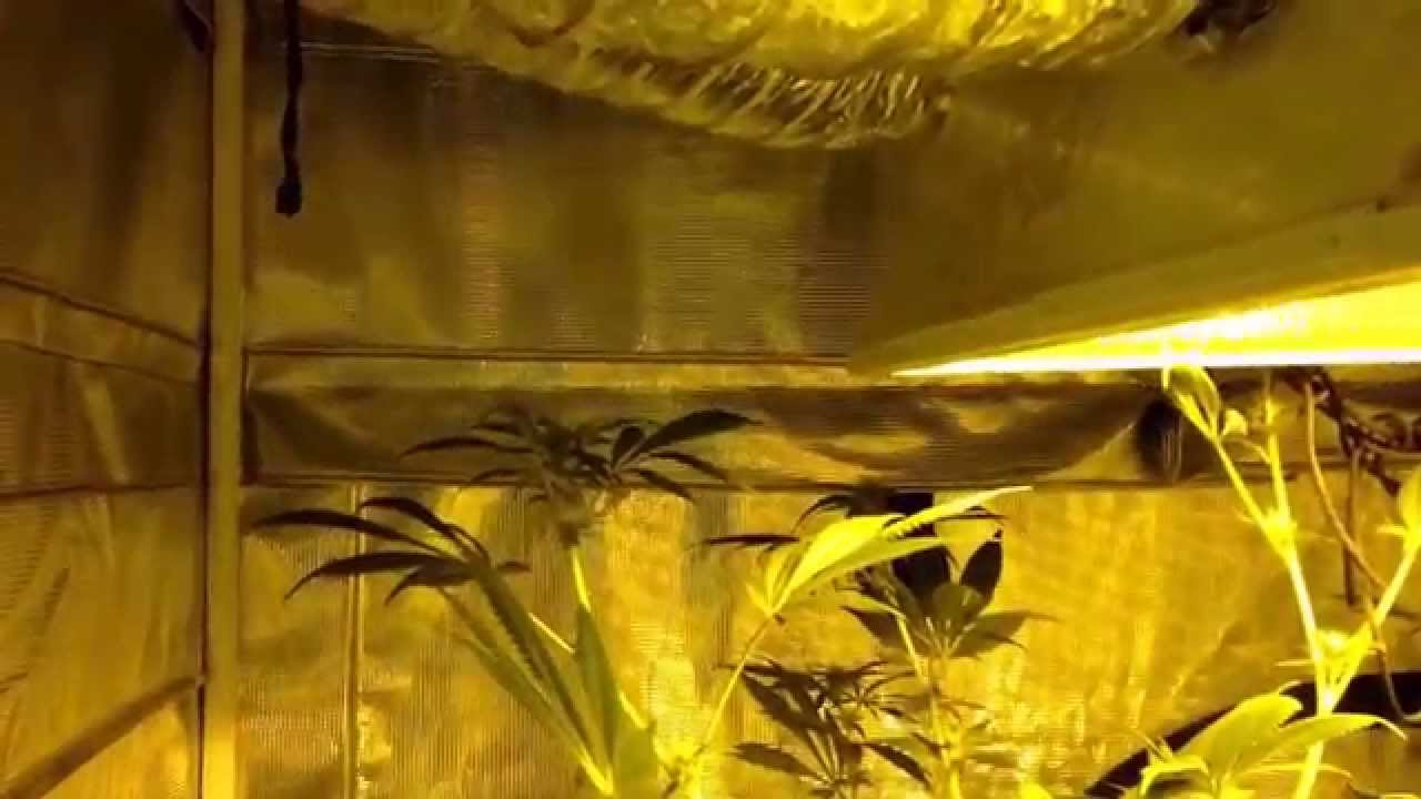 Veg and Flower update 4: White Fire OG and Madman OG