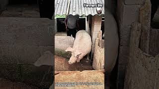 How Farmers Safely Move Huge Pigs! #worker #process #countryside #rural #farm