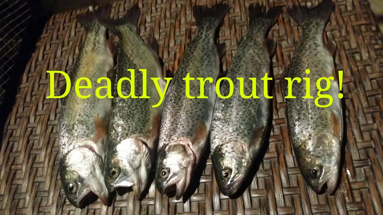 Best rainbow trout rig and power bait 