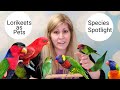 Lories and Lorikeets as Pets | Living with Lorys and Lorikeets | Species Spotlight