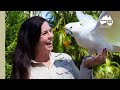 Australia Zoo keepers dream | Australia Zoo Life