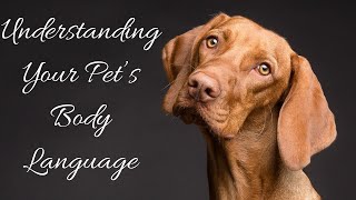 Understanding Your Pet’s Body Language