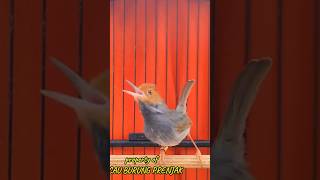 Suara Burung Prenjak Untuk Pikat Prenjak Liar Dijamin Ampuh