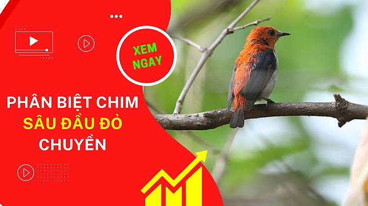 Chim sâu đầu đỏ mồi là chim như thế nào năm 2024