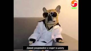 Смешное видео про собак. Funny dogs. Смешные ролики о собаках 2016 Смешное видео про собак. Funny dogs. Смешные ролики о собаках 2016