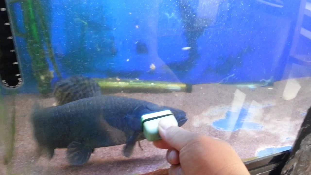 飼い込みブラックタライロン22cm±