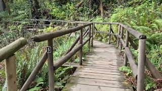 Download Lagu A Nature Walk: Goodmorning Ozoros - Zoungla (music by @Zoungla) MP3