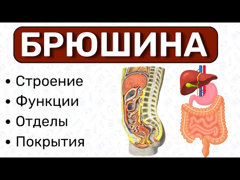 Брюшина анатомия: строение брюшины, листки брюшины, покрытие брюшиной