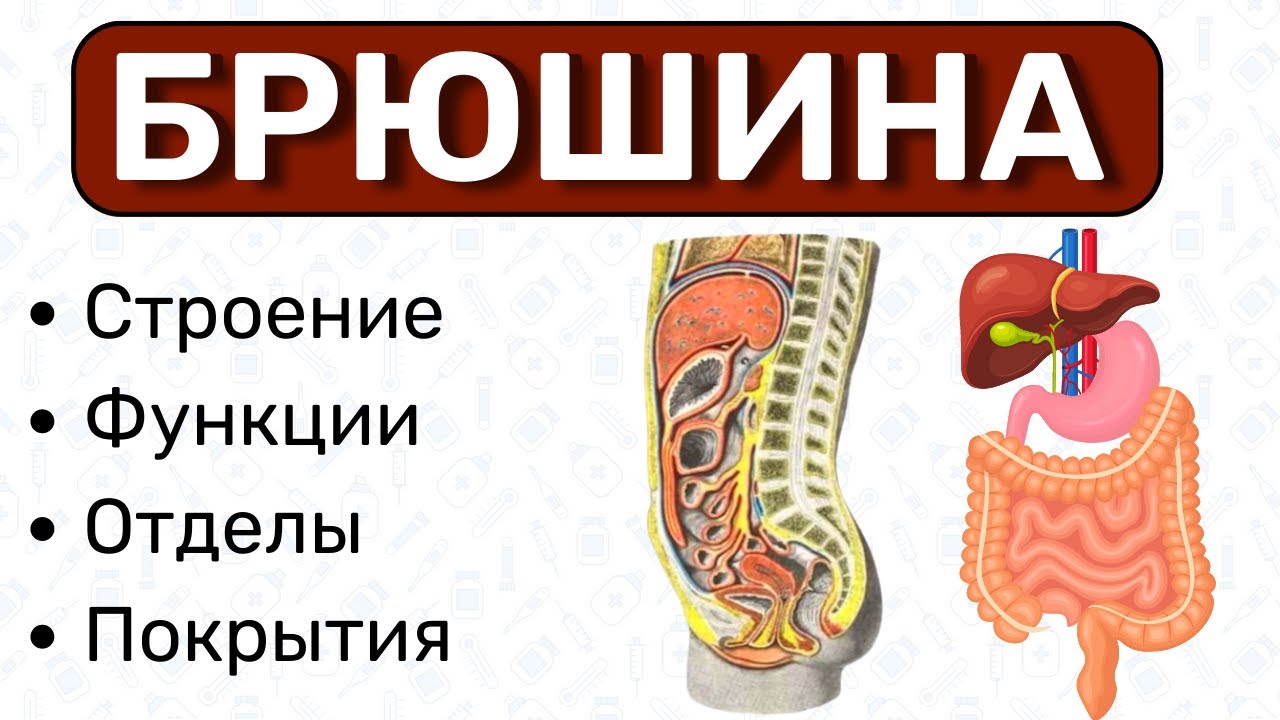 Брюшина анатомия: строение брюшины, листки брюшины, покрытие брюшиной ...