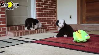 Download Lagu Beautiful Old English Sheepdog Puppies MP3