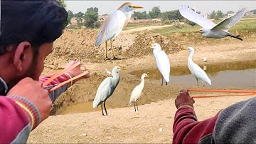 Best Hunting Cattle Egret Birds Hunting Shots With Slingshot!
