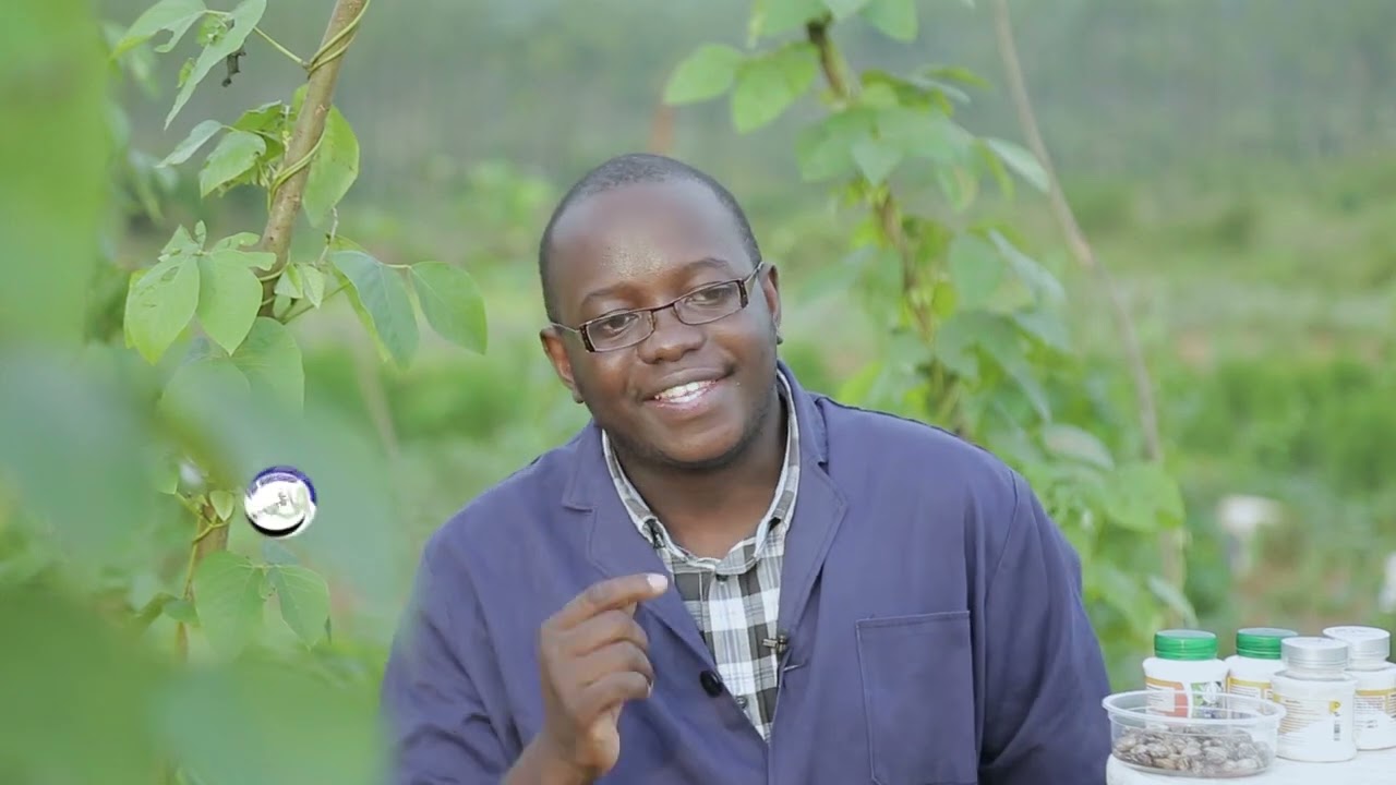 MUCUNA PRURIENS (VELVET BEANS) HEALTH BENEFITS AND PLANTING WITH OMUKENKUFU NYANZI JULIUS Part 2
