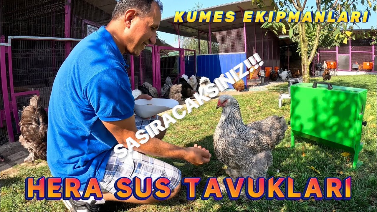 SASİRACAKSİNİZ BOYLE KUMES YOK- HERA SUS TAVUKLARİ CİFTLİGİ- OZEL HAYVANLAR- OZEL EKİPMANLAR