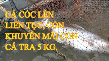 Câu cá sông Tiền, lạc vào đúng ngay động cá cóc nữa rồi...Lần này cá lên mỏi tay rồi.