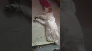 ?In a deep sleep ♥️ dogs  animallover labrador deepsleep milky