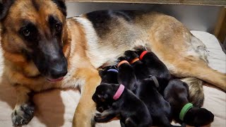 NEWBORN GERMAN SHEPHERD PUPPIES!!