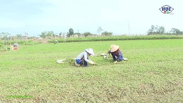 Nông thôn ngày mới -20/11/2025