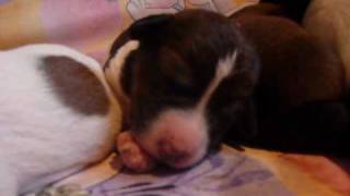 Sinas Babys 5 Tage alt Jack-Russell Puppies