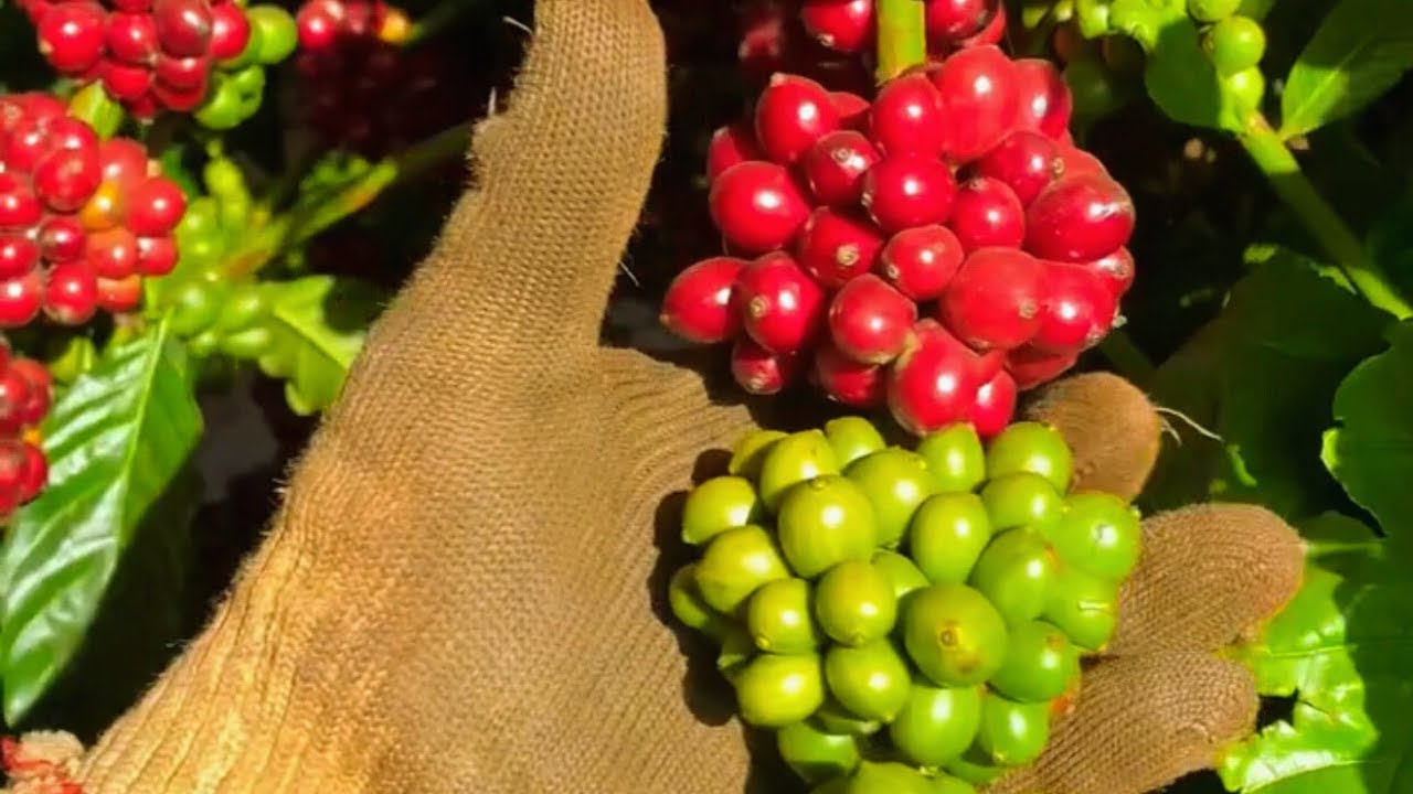 Chăm sóc cà phê từ nửa cuối mùa khô đến đầu mùa mưa cần lưu ý những gì  ?