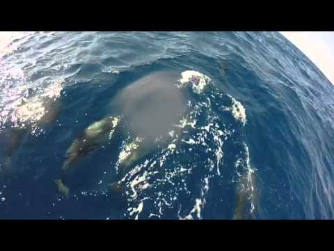 Gopro - Dolphins