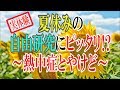 夏休みの自由研究にピッタシ⁉【実体験】熱中症とやけどの対策