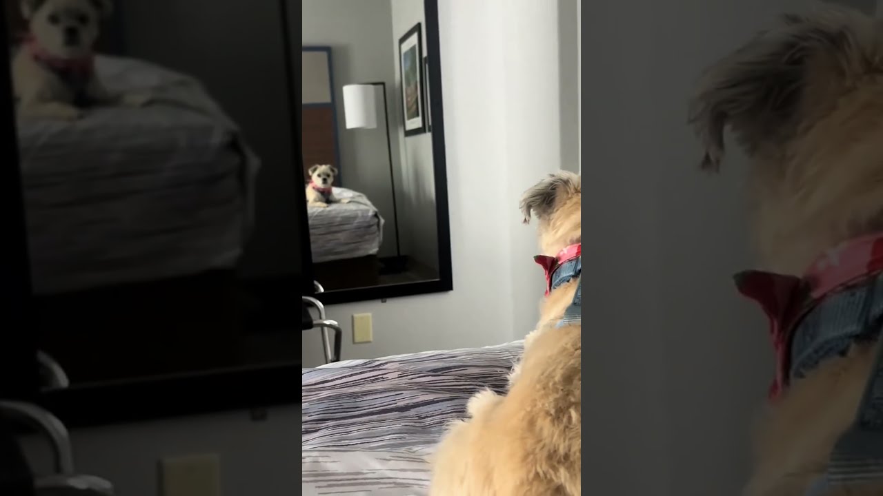 Checked Into A Hotel And My Dog Already Beefin With The Other Guest In Mirror 