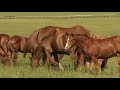 Weaning methods to reduce stress in foals