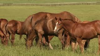 Weaning methods to reduce stress in foals