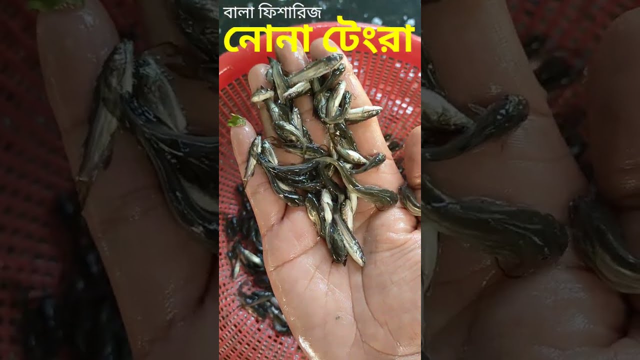 নোনা টেংরা মাছ চাষ | nona tangra fish seeds | নোনা টেংরা মাছের পোনা কোথায় পাওয়া যায়