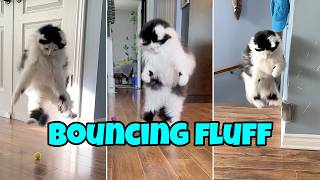 iorinto.cat Amazon.com : 猫壱 NECOICHI Crinkly Critters Dancing Dragonfly Trio