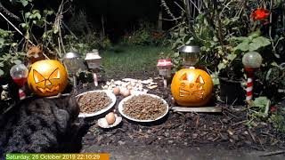 Foxheaven Dublin Ireland Live Stream.kitty Sue.