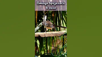 Что будет если птица врезалась в окно? #shorts