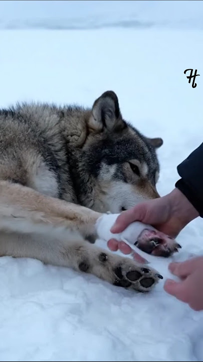 I rescued the injured wolf