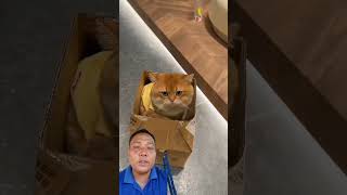 kucing gemoy naik kereta kardus#shorts
